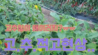 고추 적고현상! 이렇게 해결해보세요!  농사의 여신표 고추농사 잘 하는 법!!