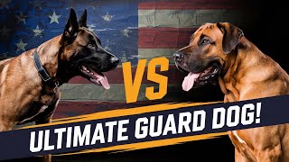 Belgian Malinois vs. Rhodesian Ridgeback: The ULTIMATE Showdown
