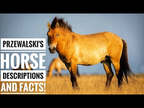 , title : 'Przewalski's Horse || Description and Facts!'