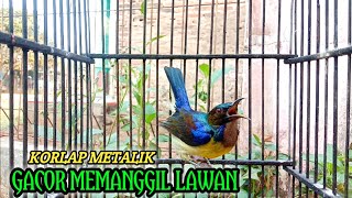 Download lagu korlap metalik gacor memanggil lawan | kolibri kelapa | manggar | suara pancingan narung full nembak mp3