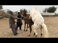Beautiful Horse Power Horse Videos
