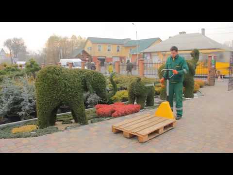 DIY - Wie setze ich die Thujen / Lebensbaum in die Formschnittschablone