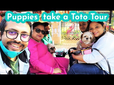My Puppies Take a Toto Tour in Shantiniketan | Trip with Puppies | Shantiniketan Video