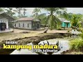 Suasana Pedesaan Suku Madura Dikalimantan