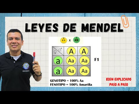 Mendel's laws. Laws of genetics. Punnet square. Codominance, incomplete dominance.