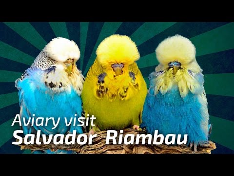 Salvador Riambau |Spain| 2017 -Aviary Visit- [Budgie Planet] Exhibition Budgies / Periquito Inglés