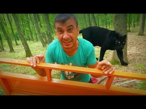 Ne-am întâlnit cu Pantera neagră în pădurea de la Căsuța !