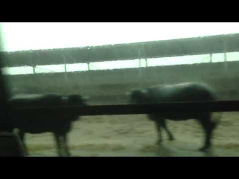 Colpito da un fulmine