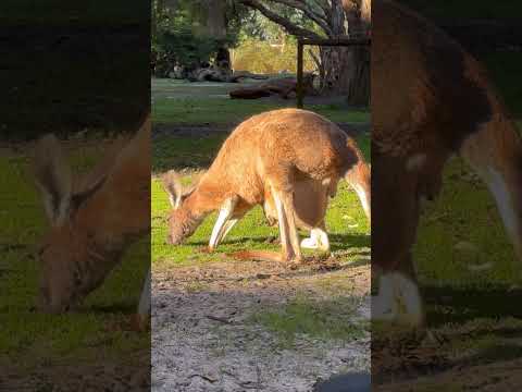 Kangaroo Choose You? 🦘