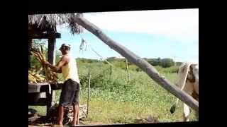 preview picture of video 'Engenho de cana na zona rural de Macaúbas-BA.'