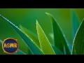 WowASMR Aloe Vera Gel Sounds