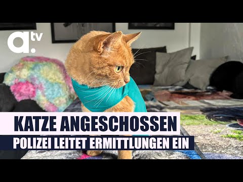 Cat shot with shotgun | a.tv