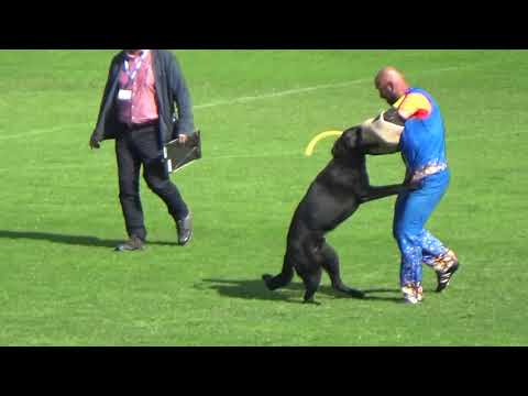 2019 WUSV WM in Modena 35 GBR‐4 ROBERT CHAPMAN LELAURIER KOH I NOOR C88