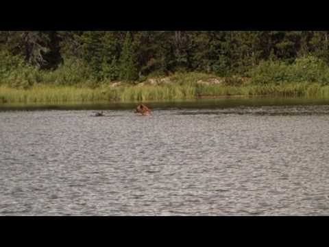 Grizzly Bears Swimming in Fishercap Lake at Glacier National Park