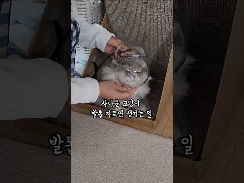 사나운 고양이 발톱 자르면 생기는 일