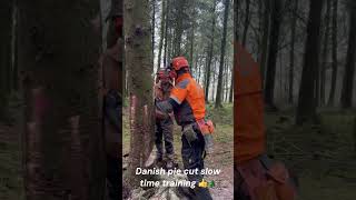 Danish Pie/holding tree felling cut training demo for my students