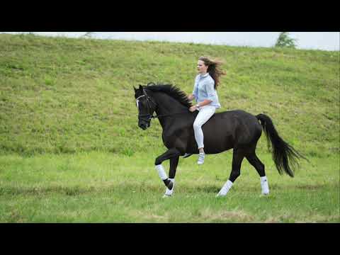 For sale: Mastro's Nevio (Wengelo's Nelson x Coelenhage's Let's Be The Best)