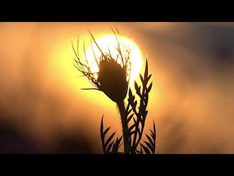 Calin Vint - Isuse scump ce mult as vrea!