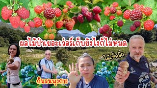 เยอะเว่อร์​ไม่มีที่ไหนเหมือน‼️เก็บ​เท่าไหร่ก็ไม่หมด.Ep87/2025