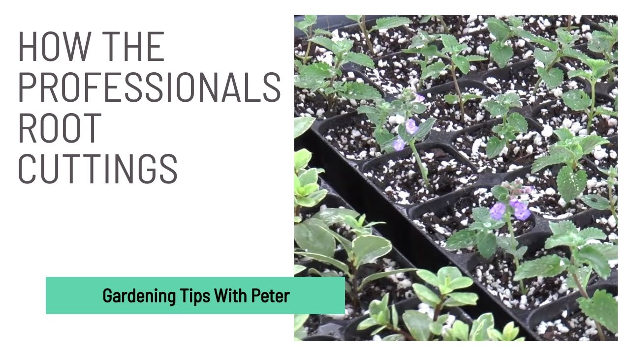 How the Professionals Root Cuttings (RHS Hyde Hall) 