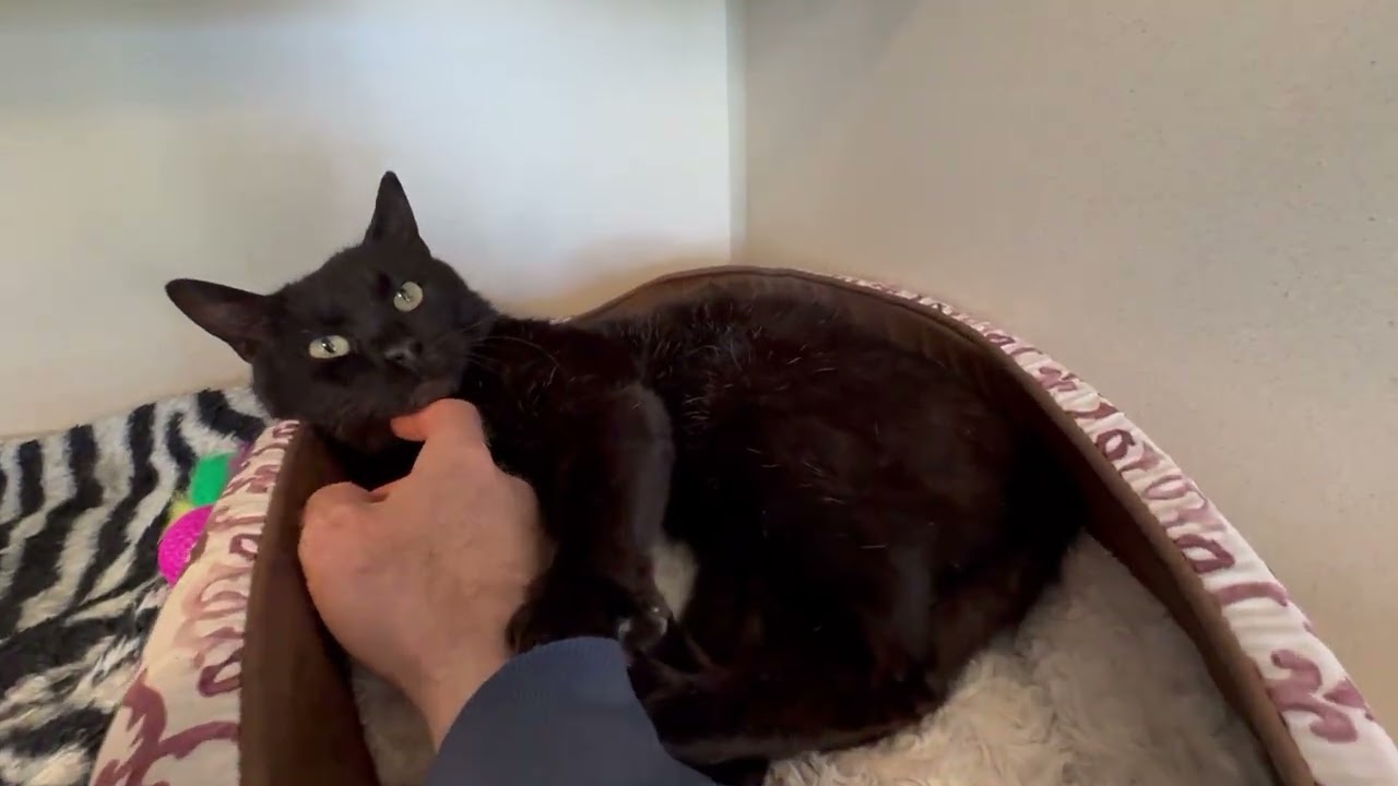 Enlarge Carmi, an adoptable Domestic Short Hair in Eatontown, NJ video 3/6