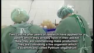 Pythium Oligandrum   tonail fungus treatment