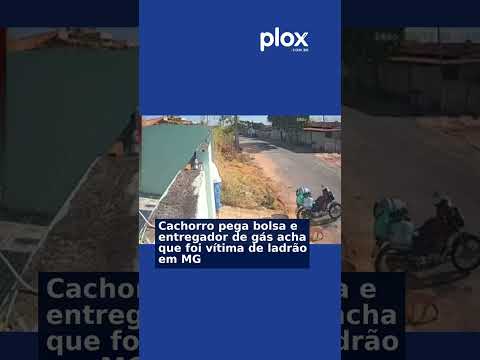 Cachorro pega bolsa de entregador de gás e mobiliza trabalhador em João Pinheiro, MG