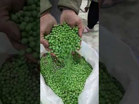 Video 1