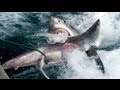 GREAT WHITE SHARK BITES SHARK IN HALF ...