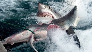 GREAT WHITE SHARK BITES SHARK IN HALF