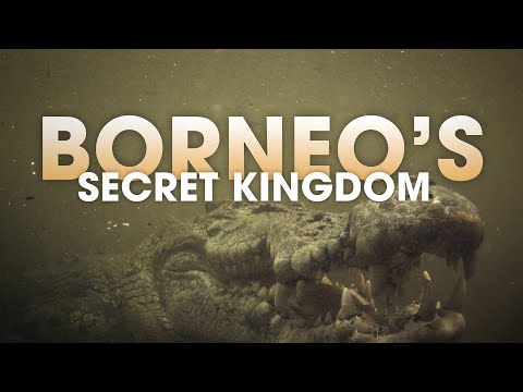 Borneo's Secret Kingdom: King of the Swamp #animals #borneo #wildlife #4k