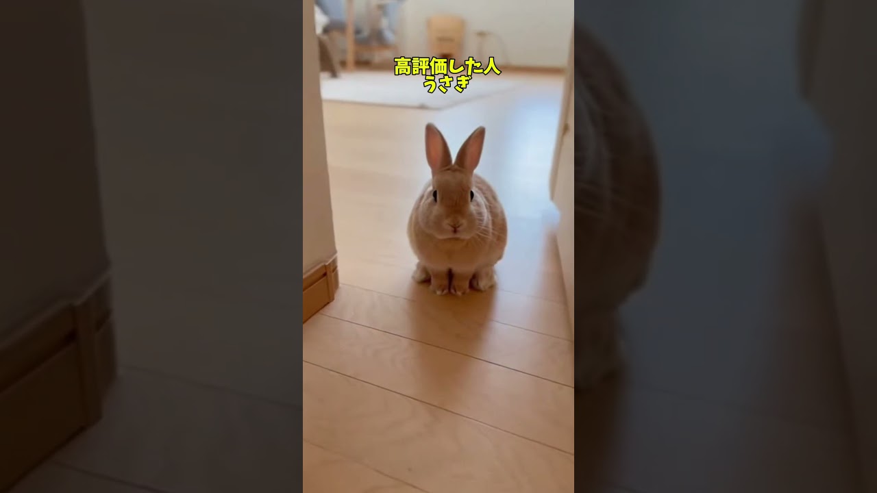 あなたの可愛い相棒はどれ？#shorts #動物 #ペット #ねこ  #おもしろい #ざつがく