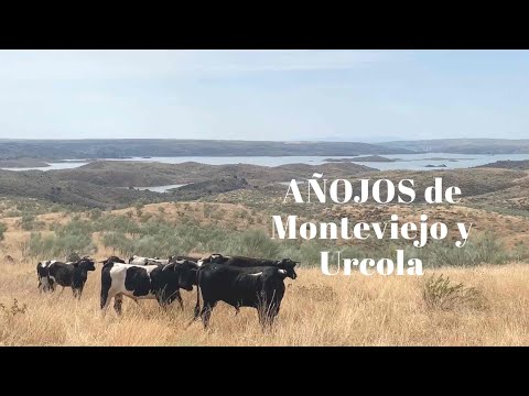 AÑOJOS de Monteviejo y Urcola