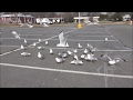 Feeding Parking Lot Seagulls HD 60fps