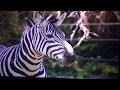 Let S Go To The Zoo Zebra Scene