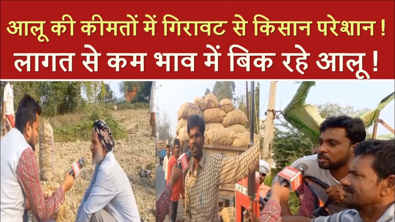 UP Farmers upset due to fall in potato prices | Potatoes are being sold below cost |
