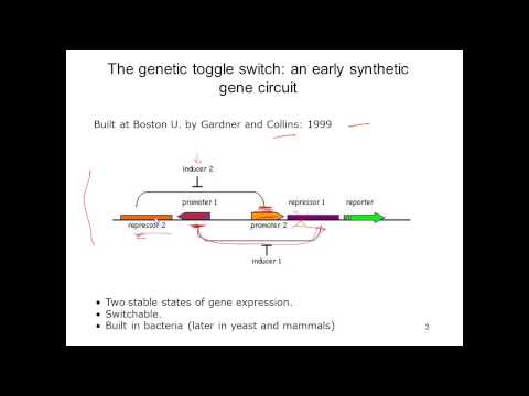 L07V03a Gene Circuits