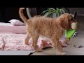 Cavapoo dogs for sale: Rita - Video 1
