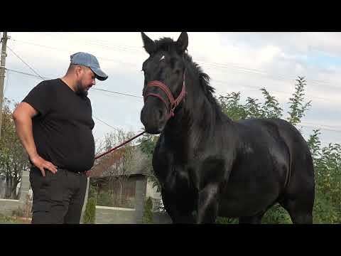 Armasarul lui Adi de la Mediesu Aurit, Satu Mare - 2023 Nou!!!