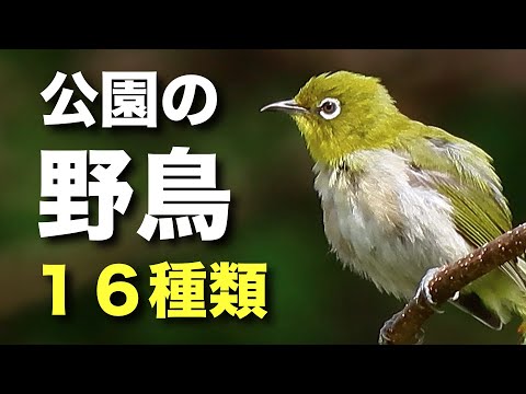 タイヒ鳥類公園 - 定義