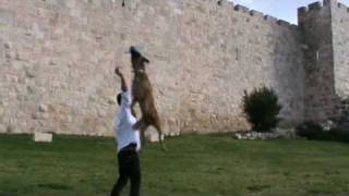 Tile: Amazing Jerusalem Dog