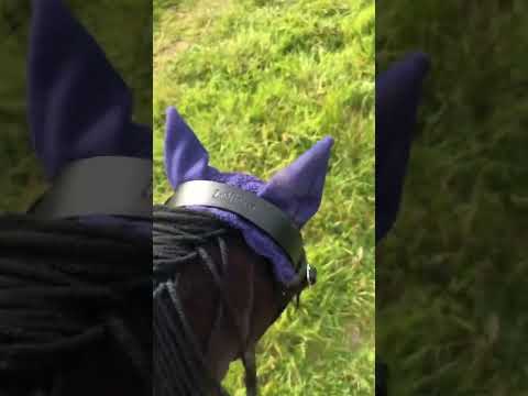 Freya and Spirt 💞💞💞 #horse #rps #rp #roadto1k