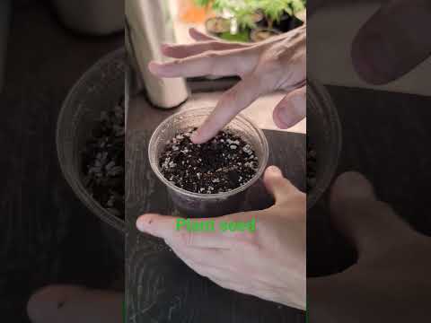 How To Grow Weed For Dummies #weed #marijuana #howto #diy #education #gardening