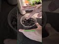 How To Grow Weed For Dummies #weed #marijuana #howto #diy #education #gardening