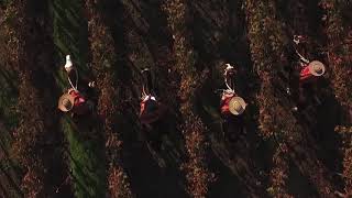 Video Viñedos Puertas