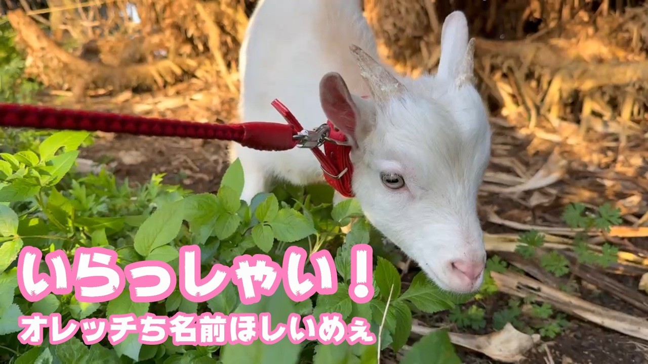 いらっしゃい！ トカラヤギの男のです  お名前募集です  2026 04 05 3