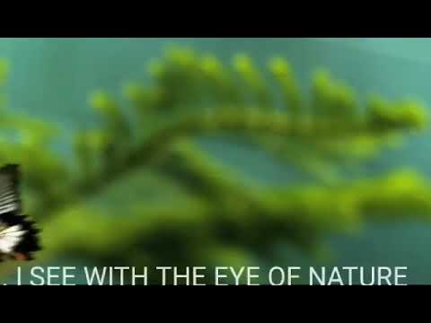 Nisreen Al Sweiti/Azmi Almufti Prep School/Jordan/I SEE WITH THE EYE OF NATURE