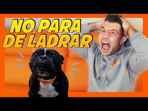 ⚠️ ESTO FUNCIONA ⚠️ Claves para que tu PERRO pare de LADRAR 🐶😫 | Educación Canina 📝
