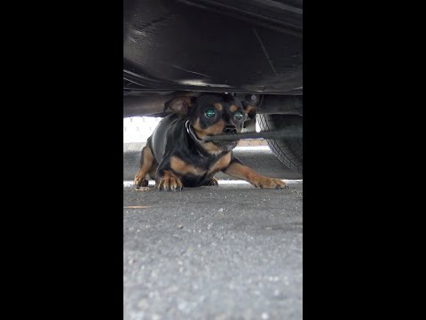 Batman - the homeless miniature pinscher.