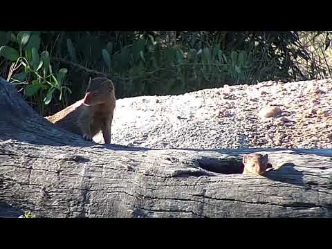 Djuma: Two Slender Mongoose at the pan - 15:41- 05/20/19